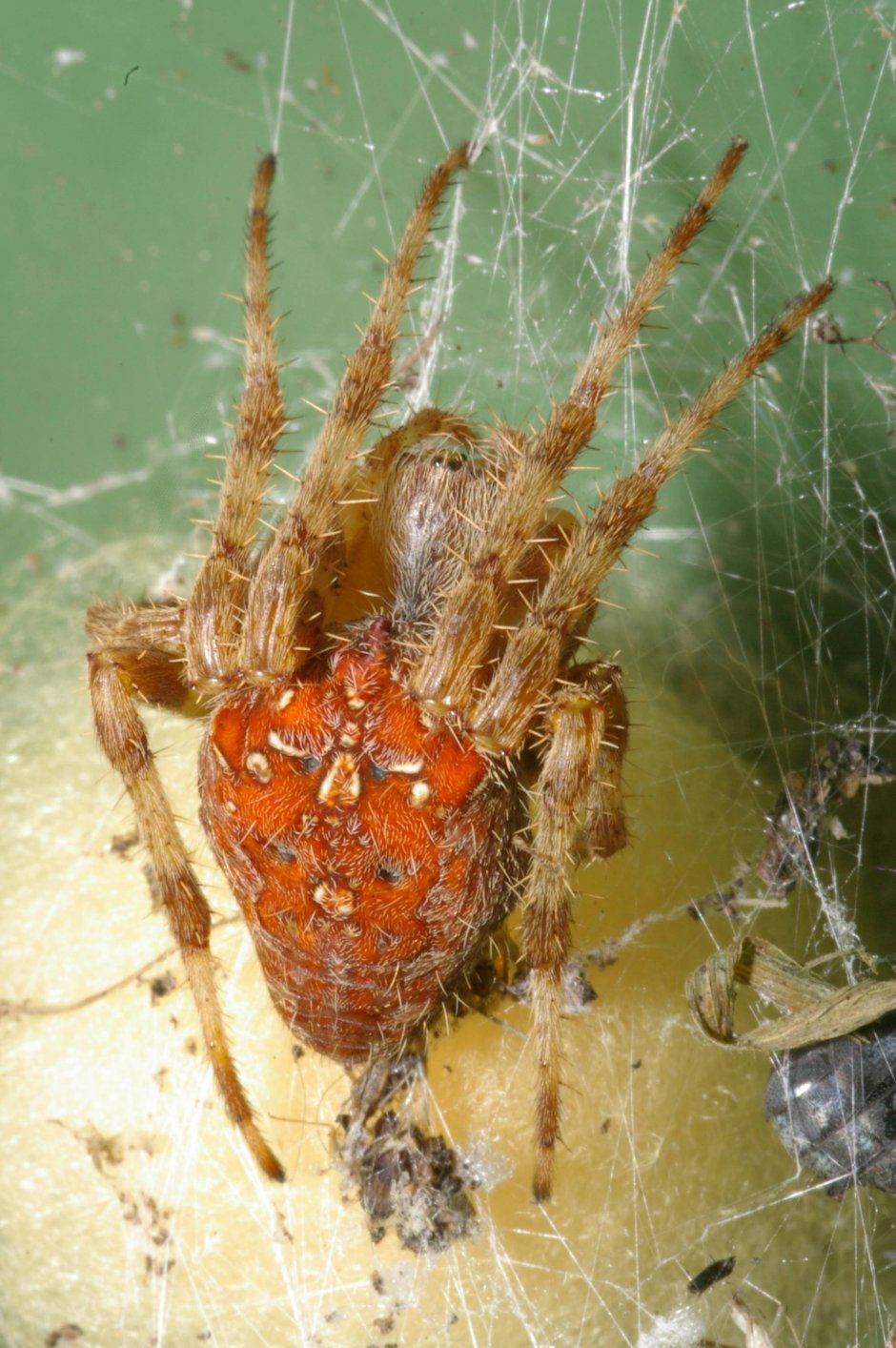 Внешнее строение паука крестовика