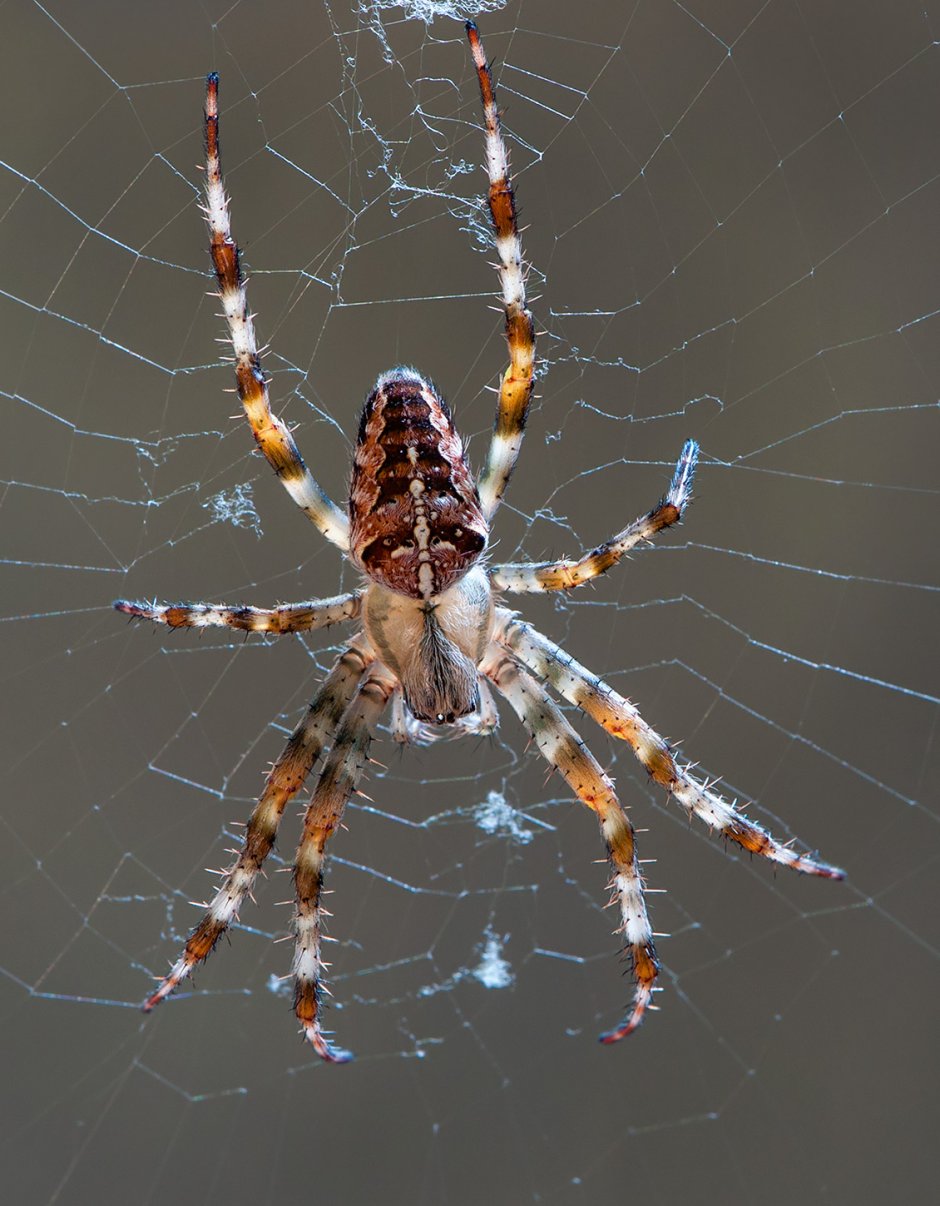 Паук ахерания Тепличная