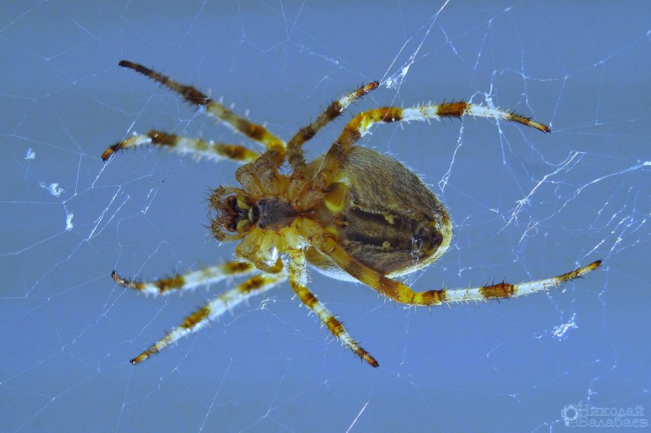 Паук крестовик самец