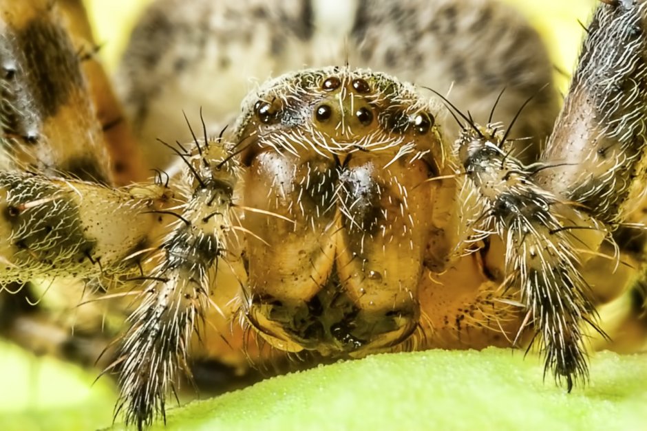 Паук Глазастик