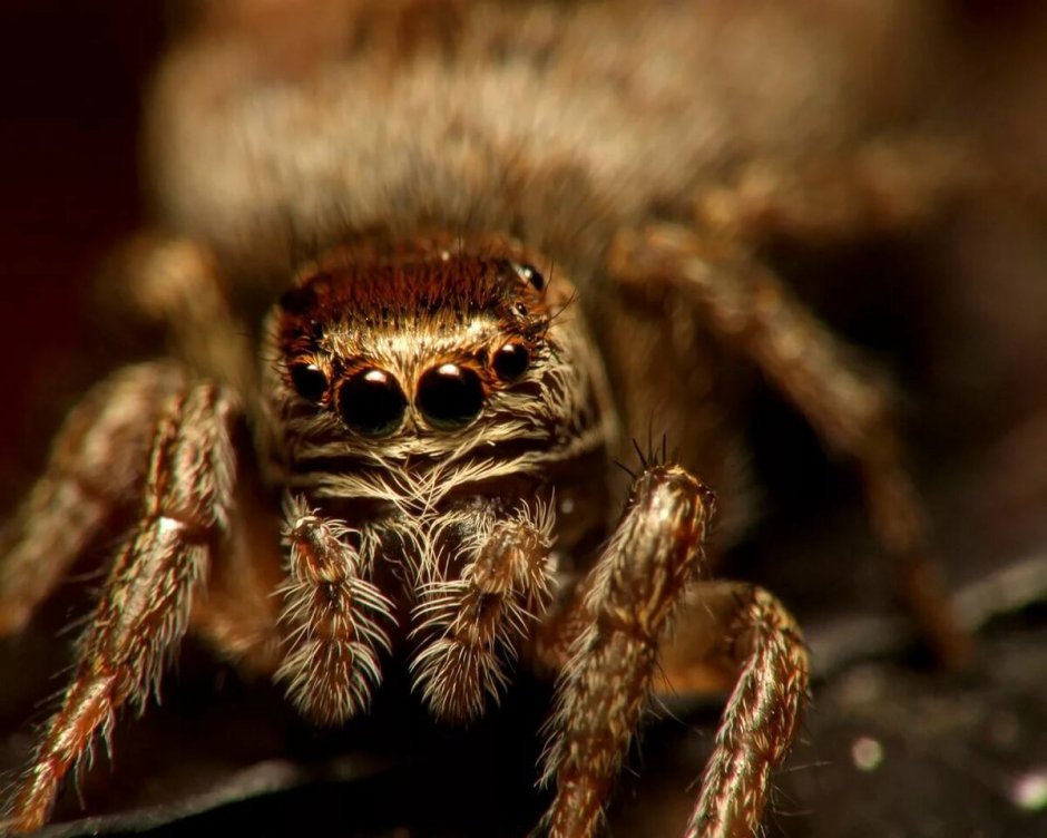 Паук крестовик атлас определитель