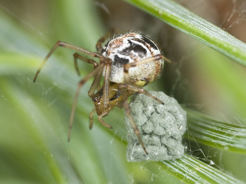 Araneus diadematus паук