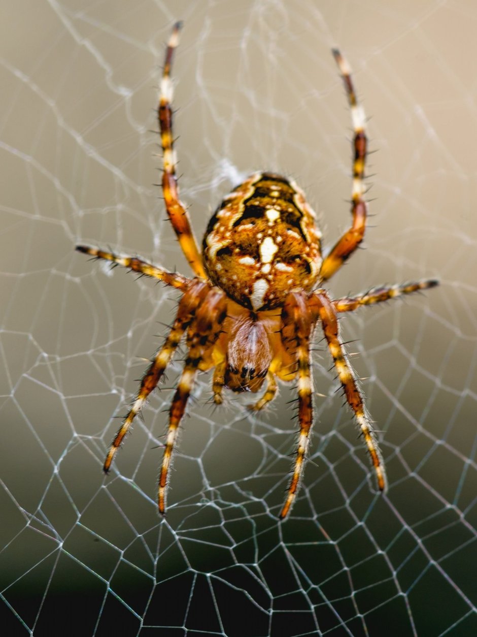 Araneus Quadratus самец