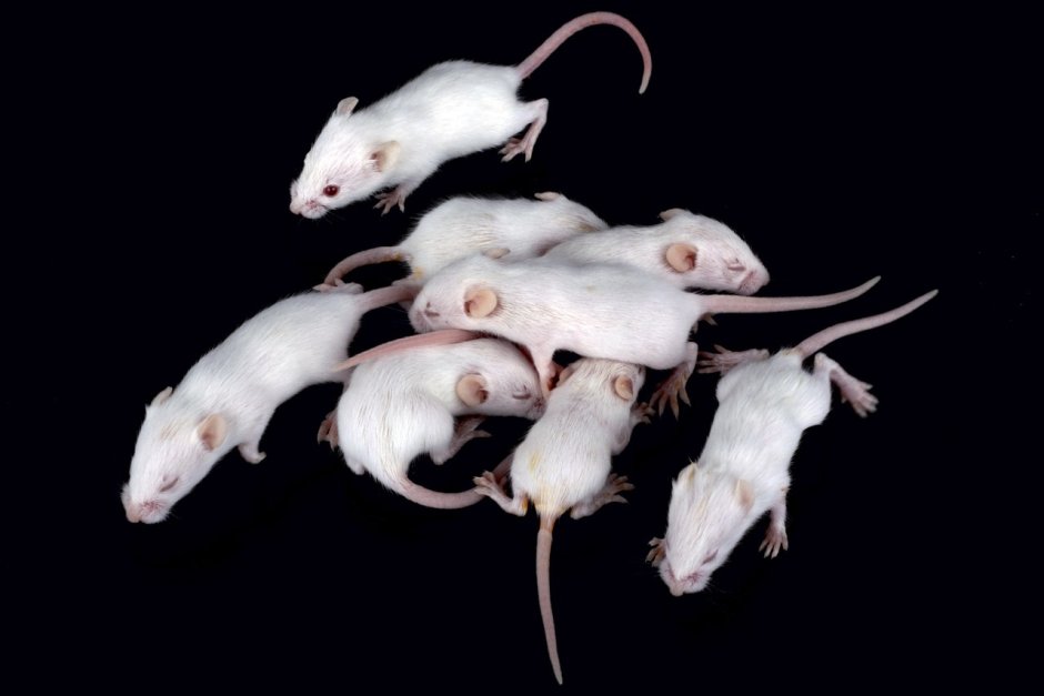 Mus musculus белая