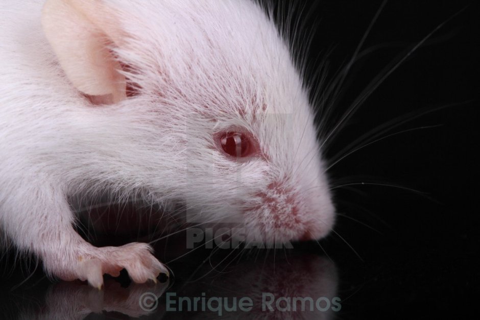 Mus musculus белая