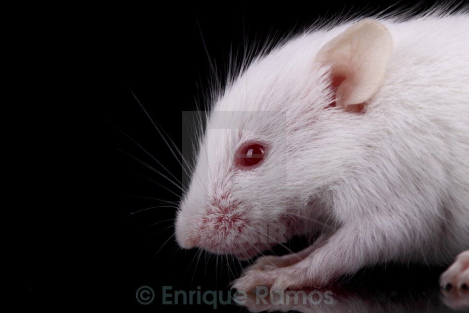 Mus musculus белая