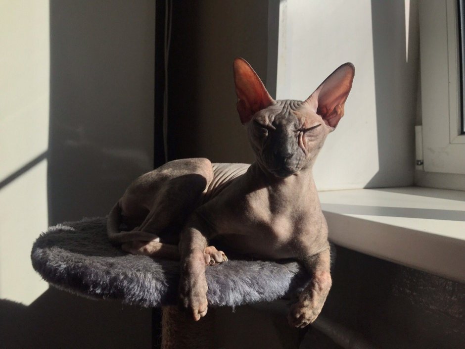Египетская кошка сфинкс