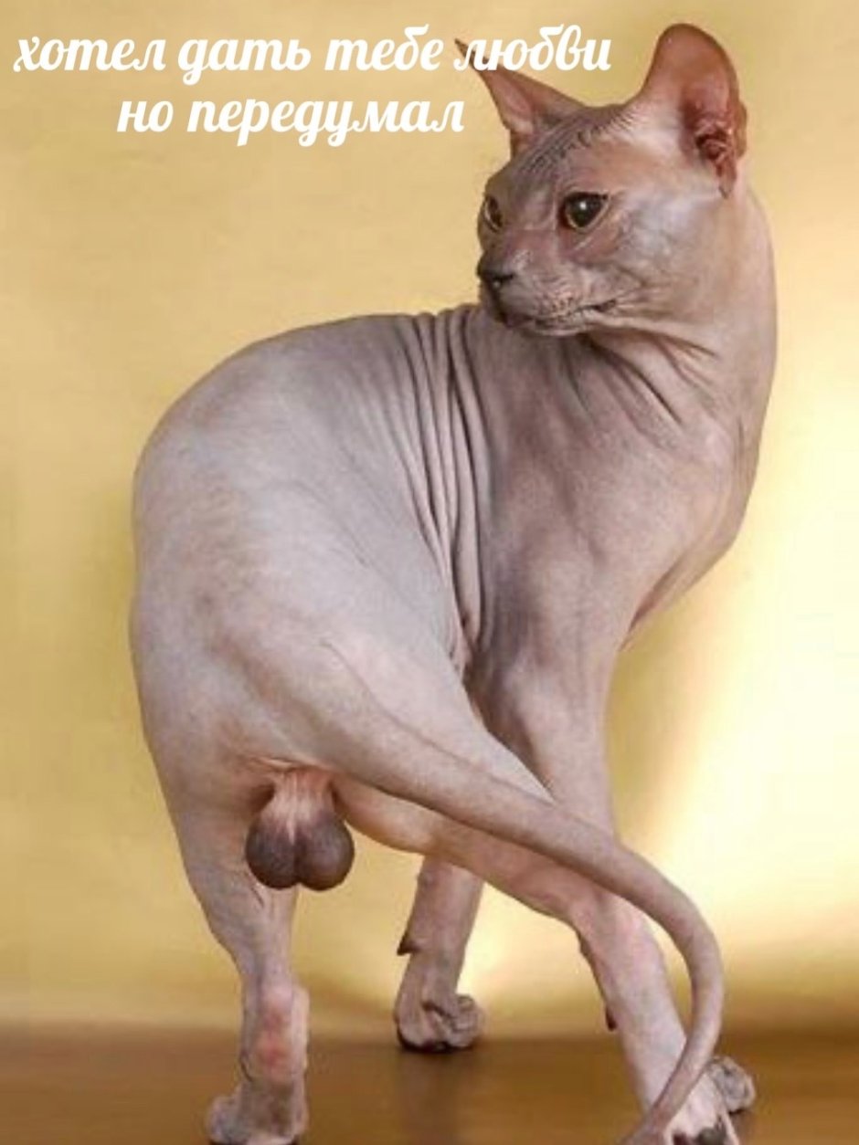 Смешной лысый кот
