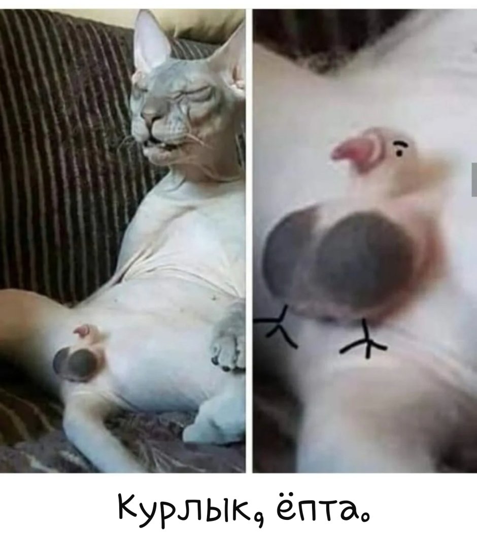 Донской сфинкс хвост