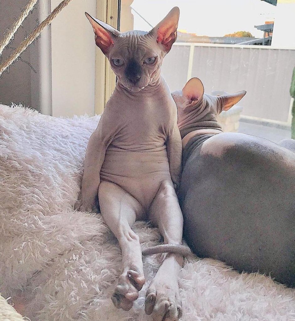 Котёнок Донского сфинкса, лысый