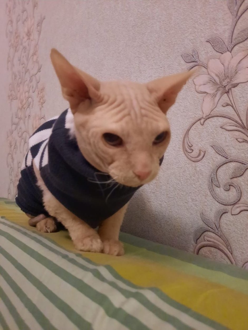 Донской сфинкс велюр