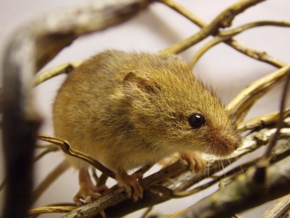 10. Мышь-Малютка (Micromys minutus)