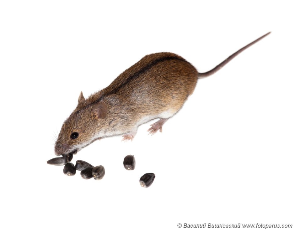 Мышка field Mouse