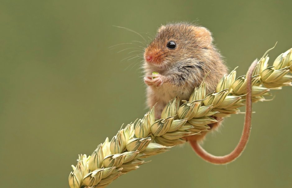 Общественная полевка (Microtus socialis)