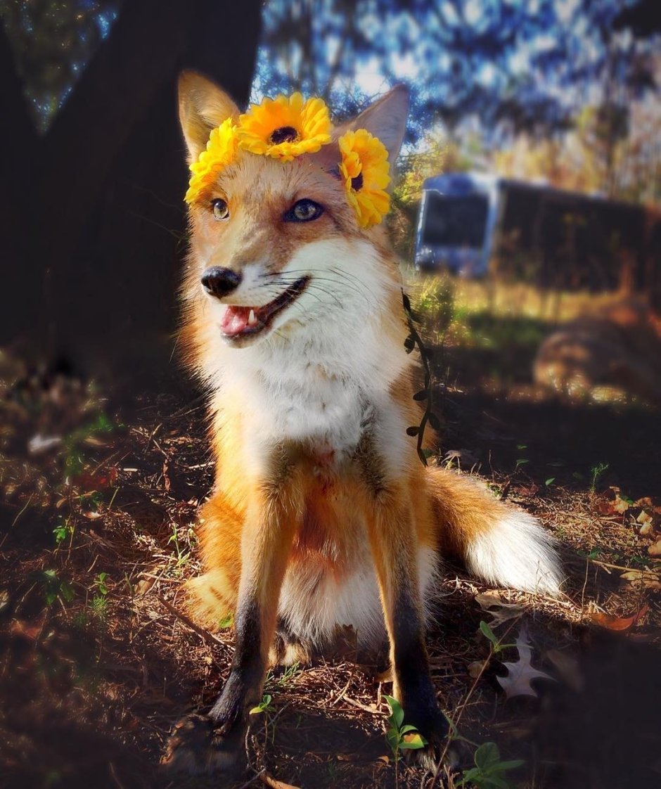 Две лисы арт