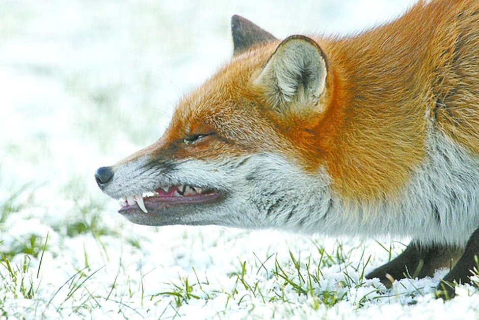 Лис Culpeo-Fox