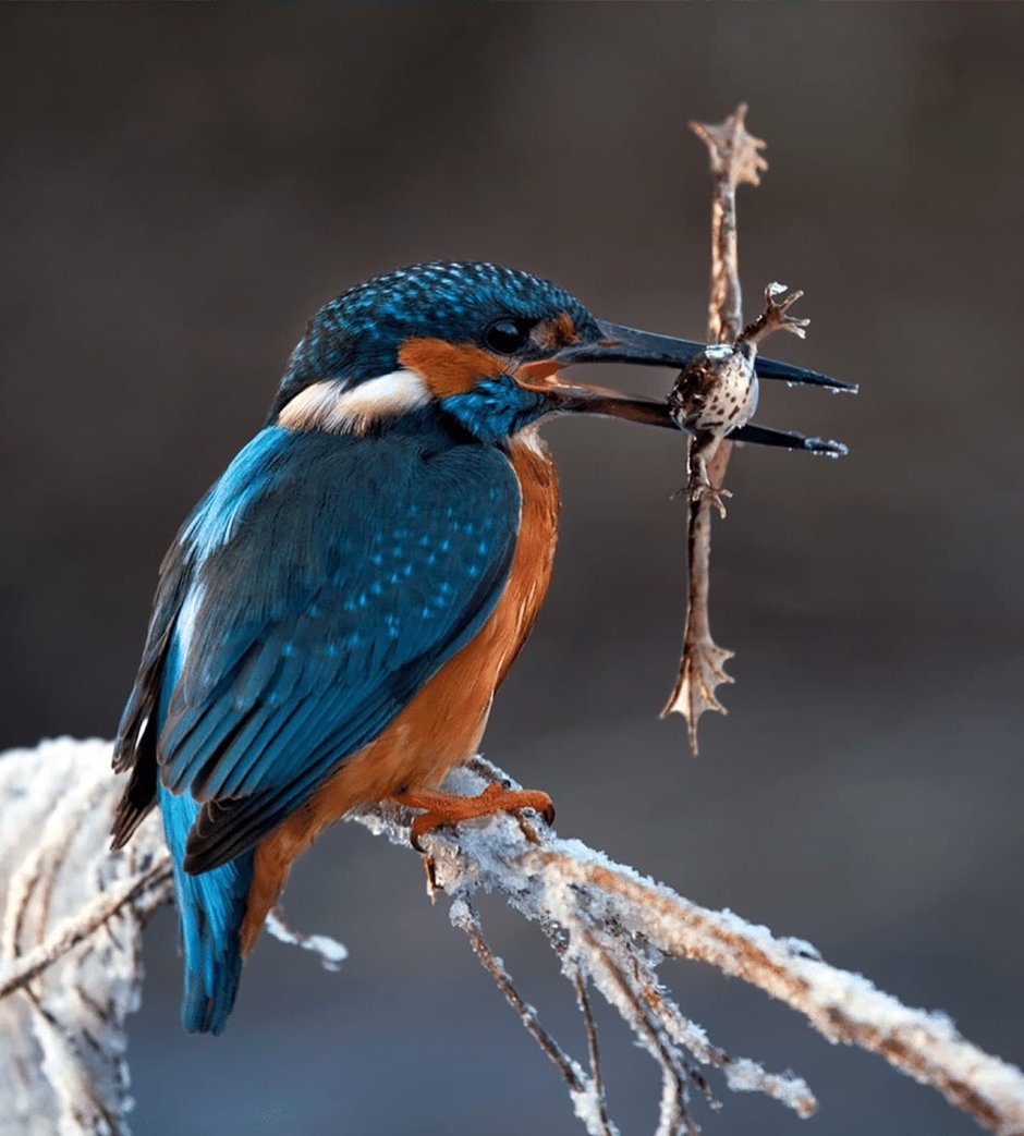 Alcedo Atthis птица