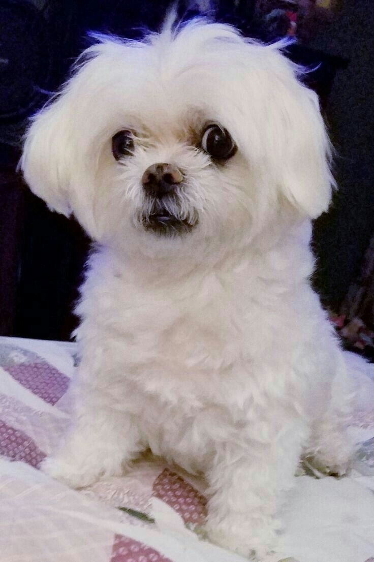 Мальтийский Бишон лысый