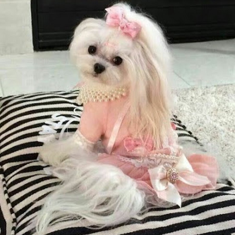 Мальтийская болонка груминг