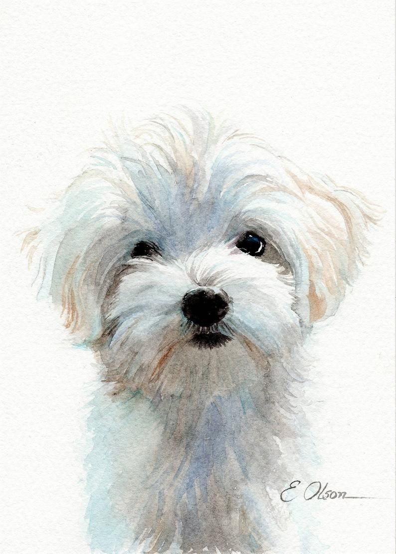 Мальтийская болонка рыжая