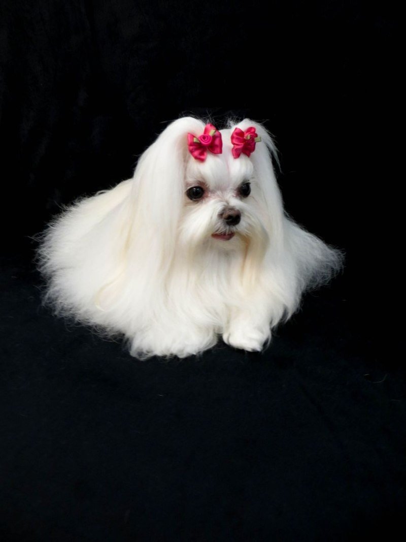 Болонка мальтезе мини