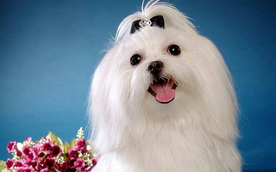 Собачка Мальтийская болонка