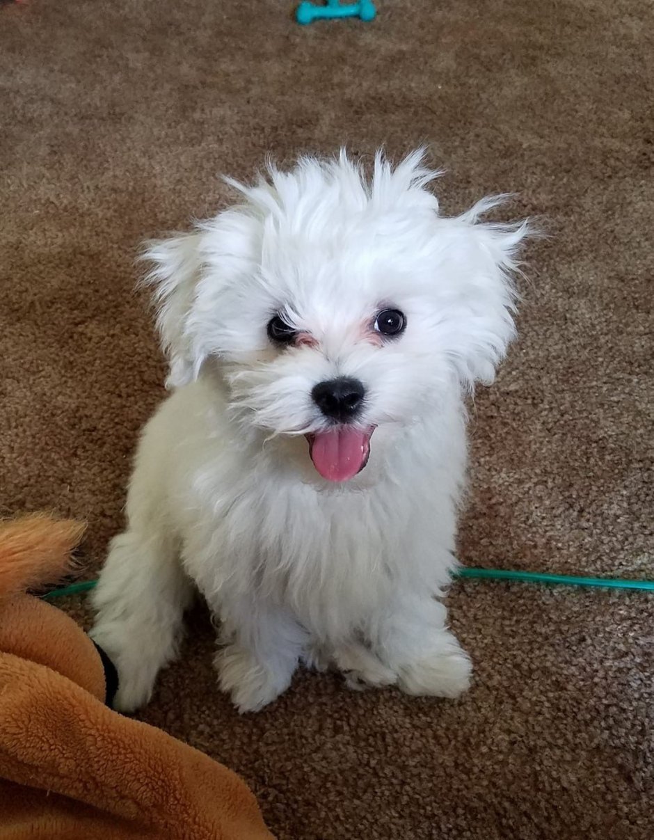 Мальтийская болонка Леший