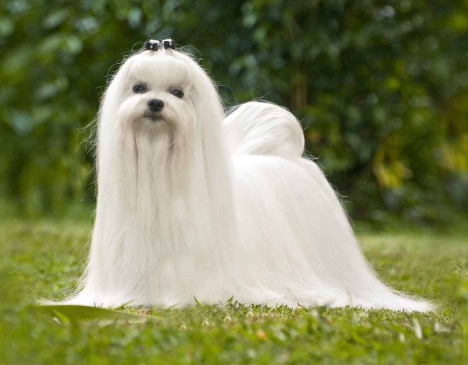 Бишон мальтезе