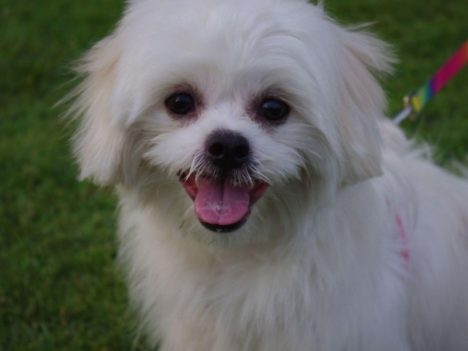 Мальтезе лысая