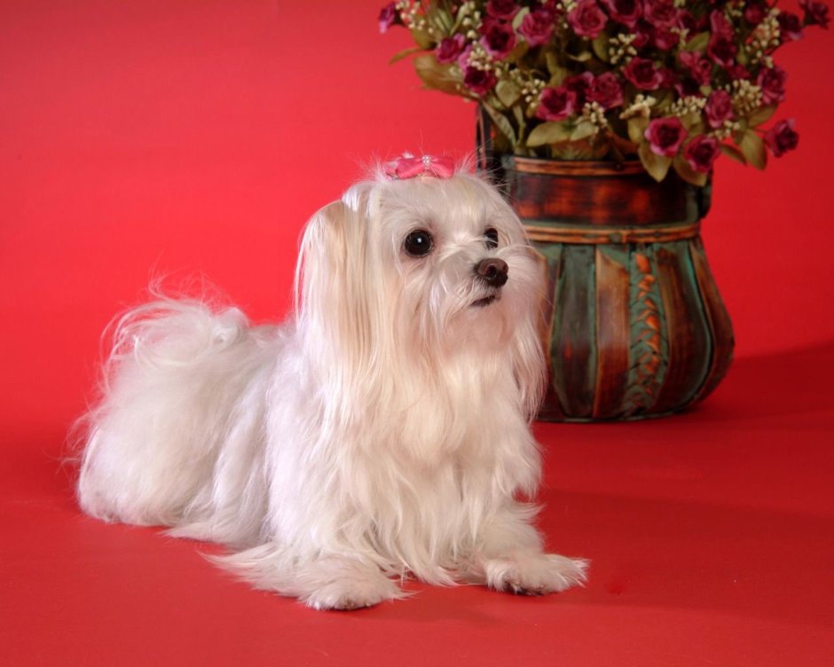 Мальтийская болонка стандарт