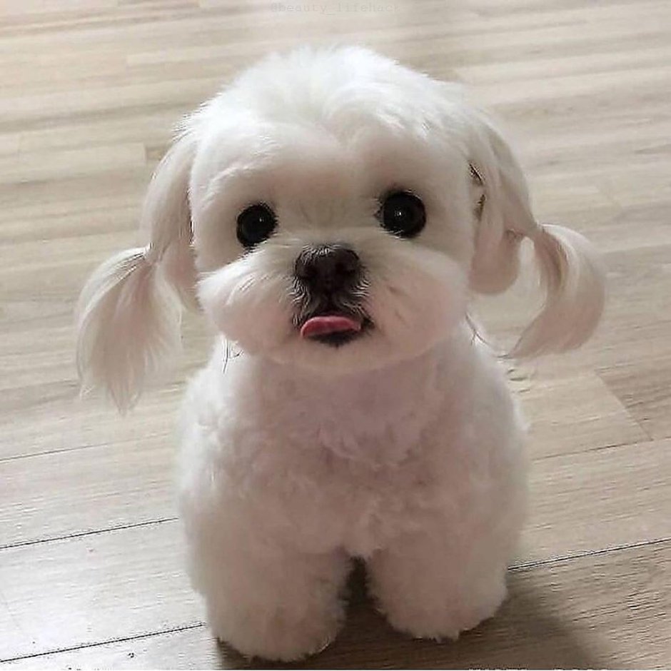 Бишон фризе и Мальтийская болонка