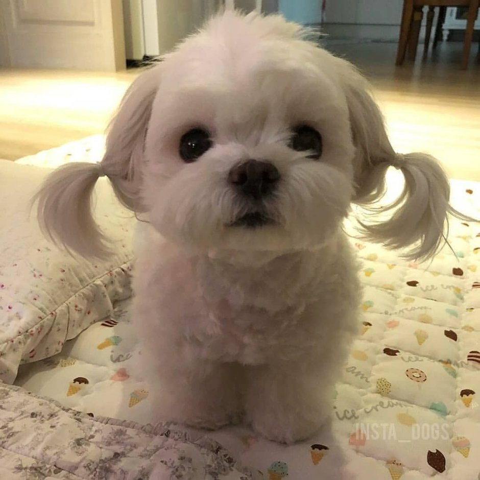 Мальтийская болонка Харт