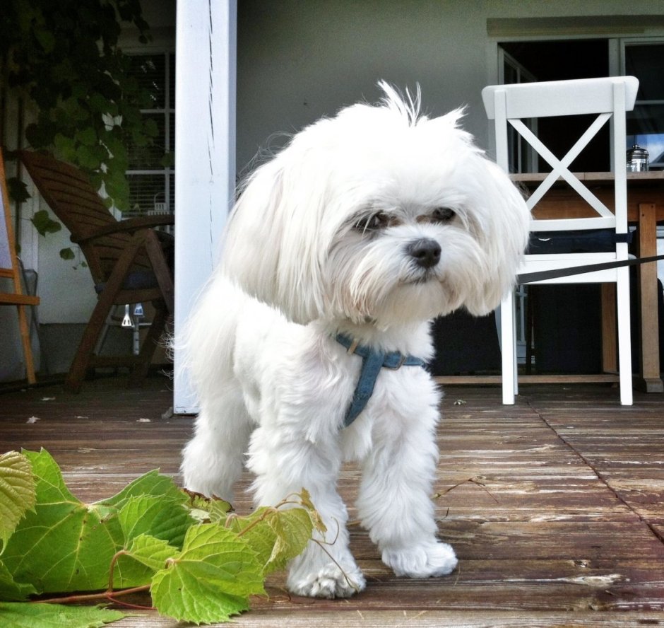 Болонка мальтезе взрослая