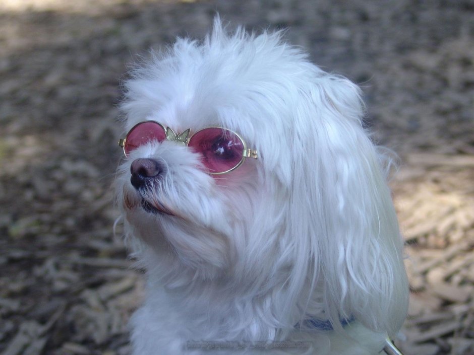 Злая Мальтийская болонка