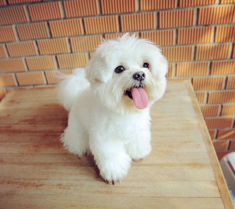 Мальтийская болонка лысая