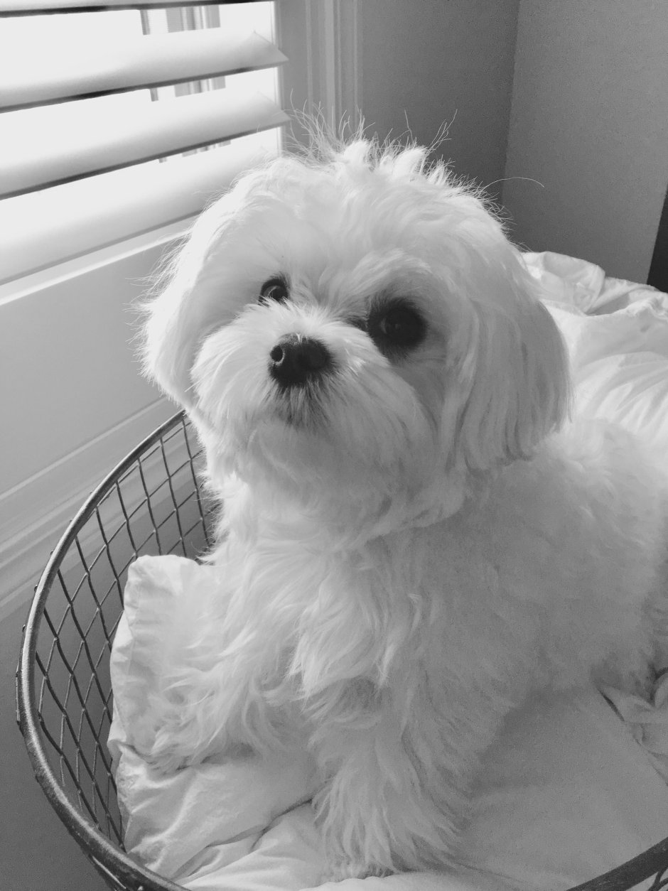 Мальтийская болонка стрижка