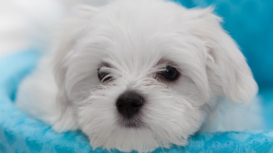 Болонка Алиса болонка бульдог