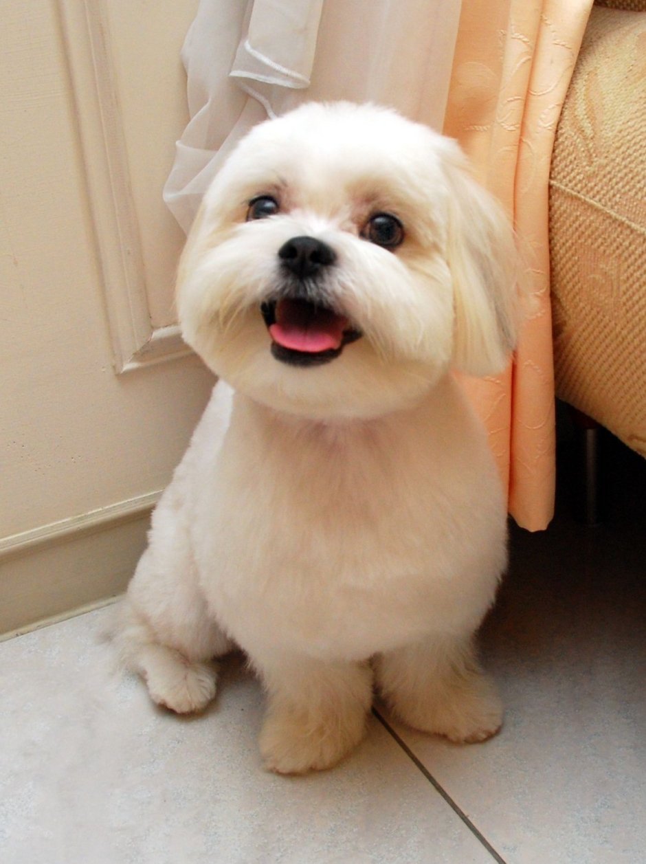 Мальтийская болонка подстриженная