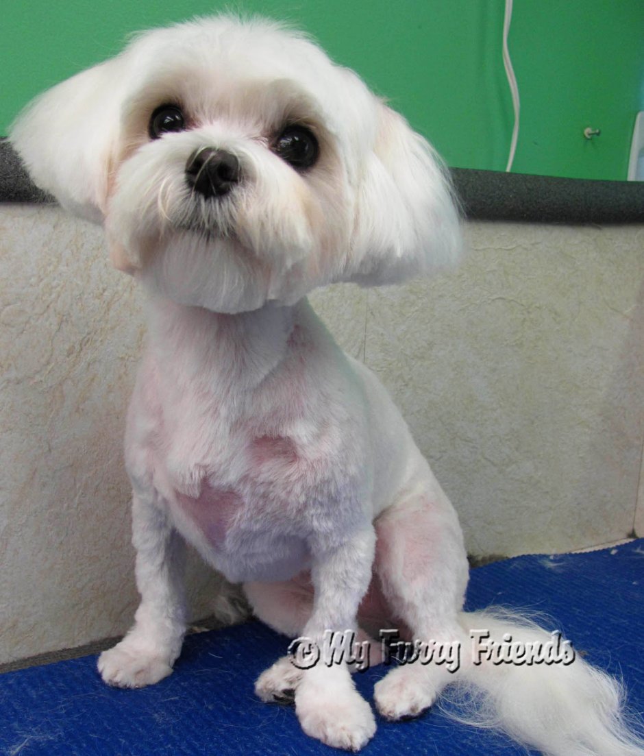 Мальтийская болонка лысая