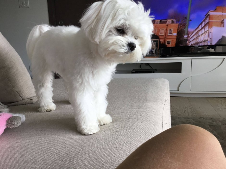 Мальтипу стрижка щенка