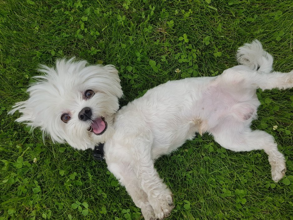 Карликовая Мальтийская болонка