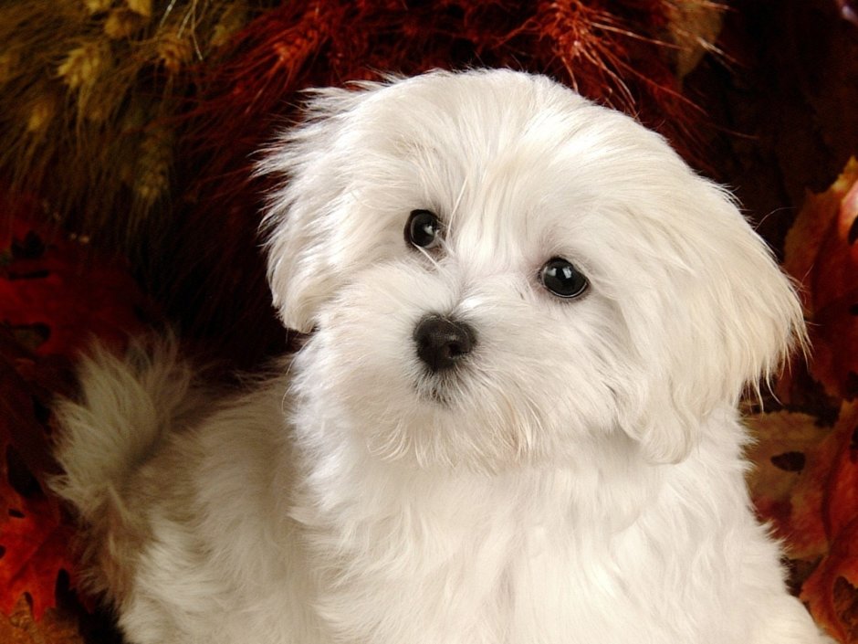 Мальтийская болонка Билли бой