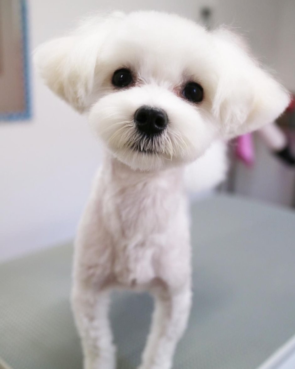 Мальтийская болонка или мальтезе