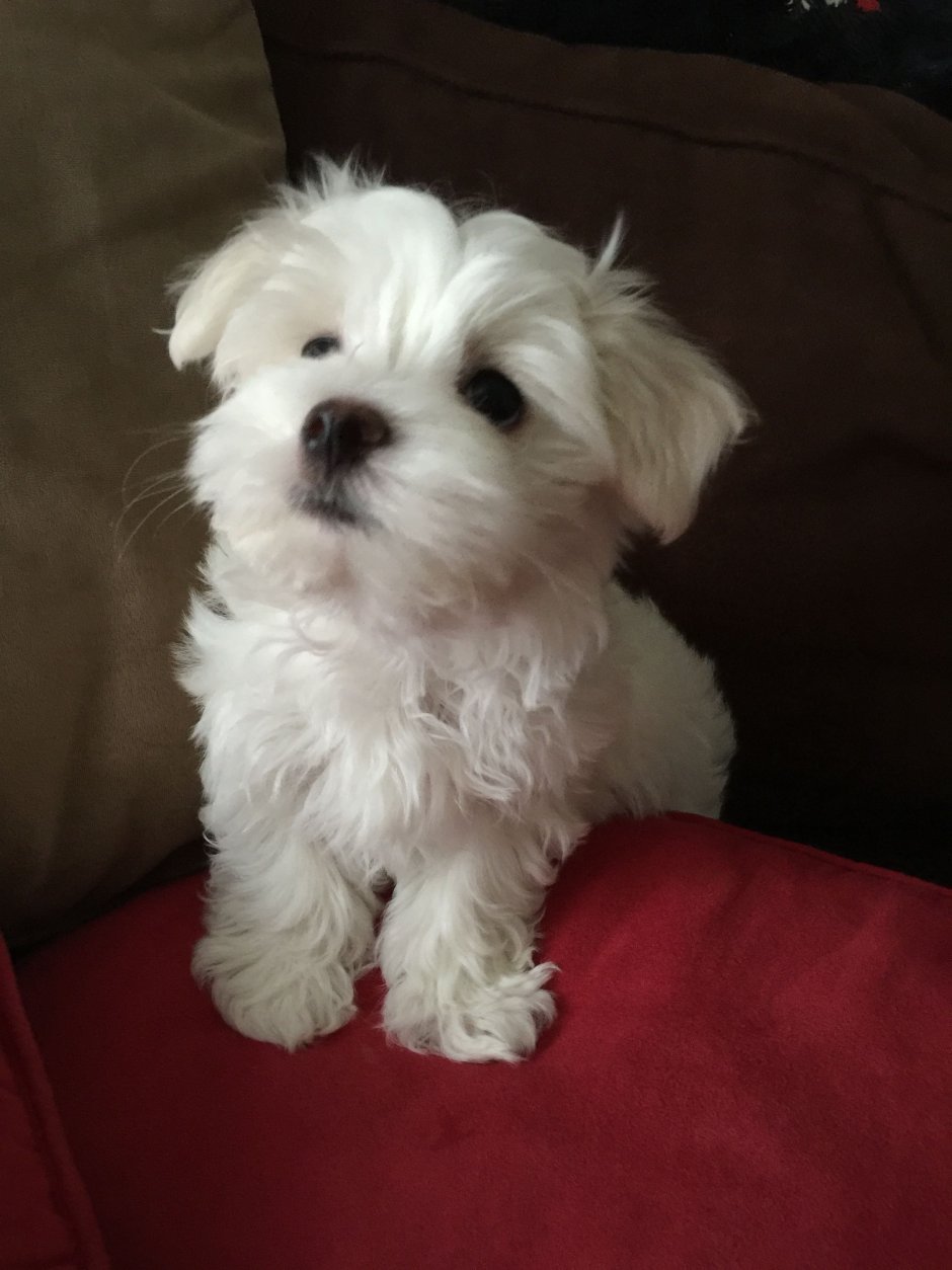 Бишон мальтезе