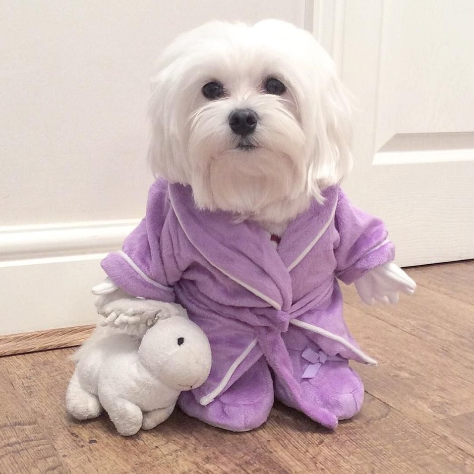 Австрийская болонка