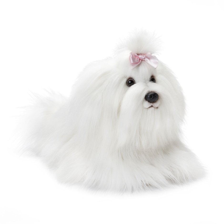 Мальтийская болонка