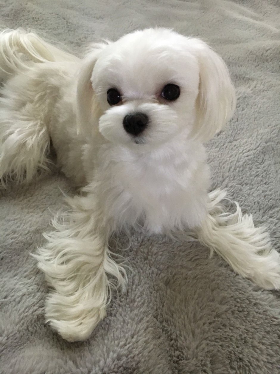 Мальтийская болонка золотистая