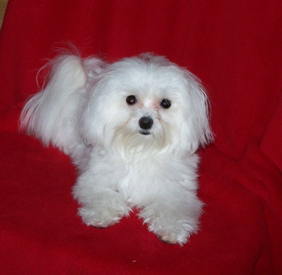 Мальтийская болонка рыжая