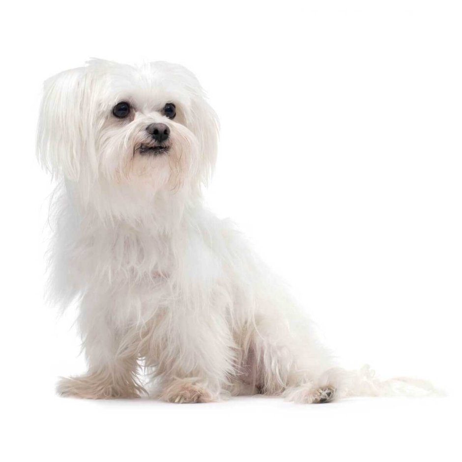 Мальтийская болонка Бетти