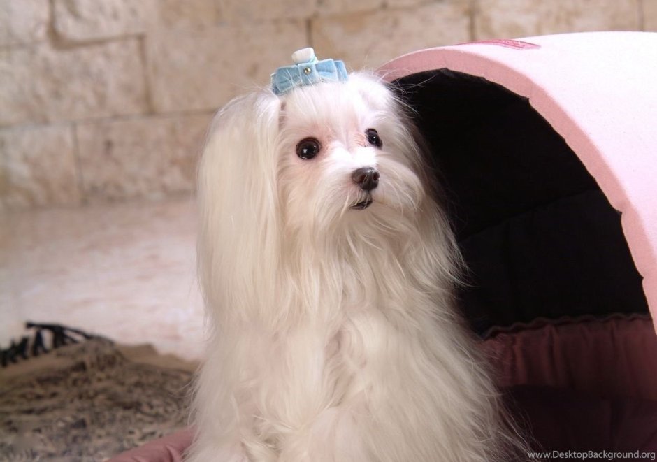 Мальтийская болонка Рафаэль хозяйка Виктория